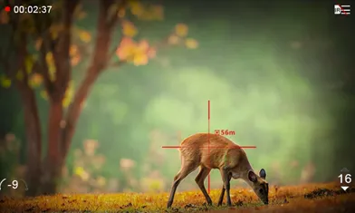 Panda Home Captured By Infrared Camera